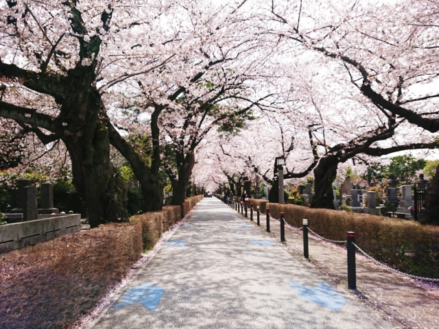 桜の名所：青山霊園