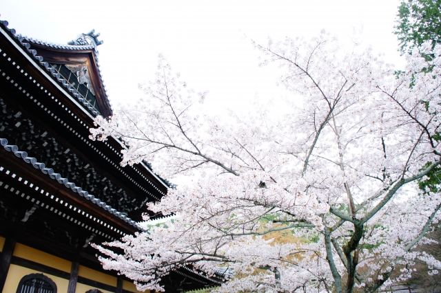 歴史と風情：京都 御所前の桜並木