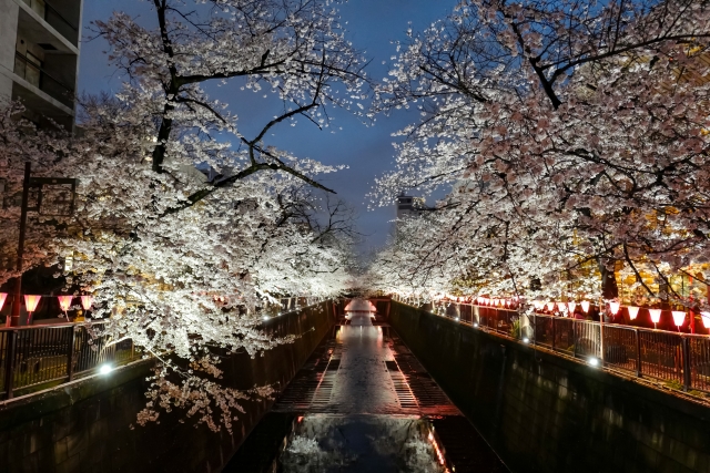 夜桜の幻想：大阪城公園